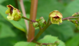 Scrophularia nodosa